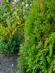 Green coniferous plant thuja close-up in the foreground, beautiful fresh branches on a sunny day.