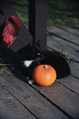 cat and pumpkin in autumn home garden