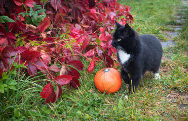 cat in autumn home garden
