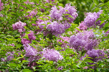 Obraz premium Blooming lilac flowers. Violet lilac bush in a garden in spring time. Varietal purple Syringa Vulgaris branch