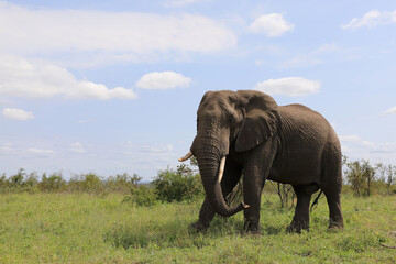 Fototapeta premium Afrikanischer Elefant / African elephant / Loxodonta africana