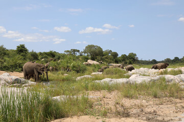 Afrikanischer Elefant im Biyamiti River/ African elephant in Biyamiti River / Loxodonta africana