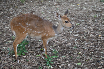 Buschbock / Bushbuck / Tregelaphus scriptus.