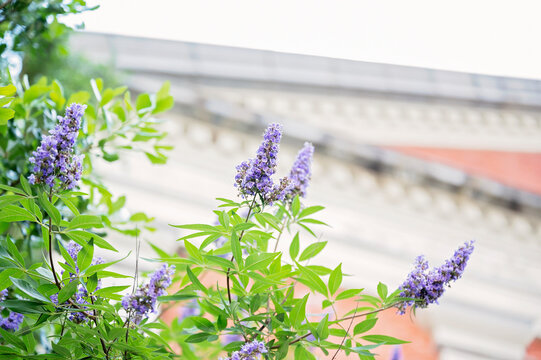 Purple blossoms with green leaves against a blurred historic building