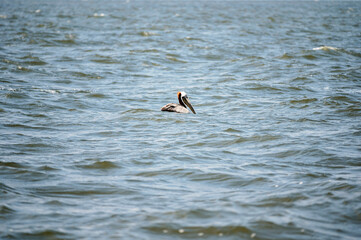  Brown pelican floating on rippling ocean water under bright sunlight