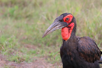 Kaffernhornrabe / Southern ground hornbill / Bucorvus leadbeateri