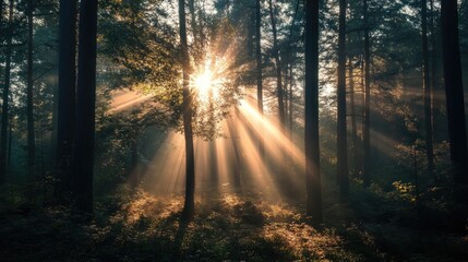 Obraz premium Sun Rays Light Overlays: Overlays of sunlight, lens flare, light leaks, high-quality stock