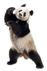 standing cute big panda