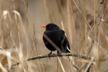 blackbird in the wild