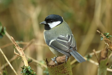 great tit parus major