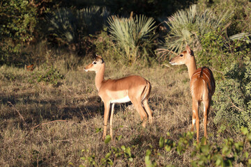 Schwarzfersenantilope / Impala / Aepyceros melampus