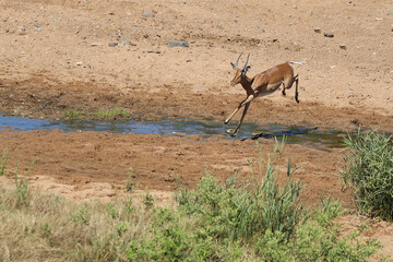 Schwarzfersenantilope / Impala / Aepyceros melampus