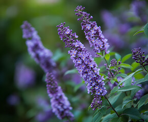 Close up of purple flowers on a shrub. acton botanical garden, acton