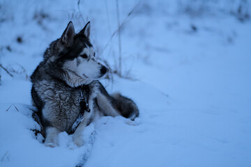 siberian husky dog sitting on snow and looking around