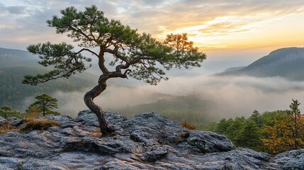 Sunrise over the rocky landscape with a lone tree nature serenity scenic view tranquil environment