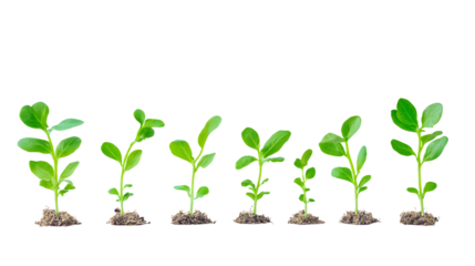 Growth Stages on White: A captivating visual of six vibrant green plant seedlings at progressive growth stages, symbolizing development.