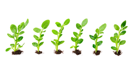 Growth Stages on White: A captivating visual of six vibrant green plant seedlings at progressive growth stages, symbolizing development.