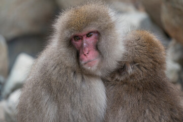Obraz premium Snow monkey, Japanese macaque, primate