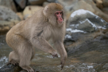 Naklejka premium Snow monkey, Japanese macaque, primate