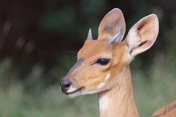 Buschbock / Bushbuck / Tregelaphus scriptus.