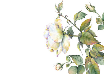 Floral card with white roses. Wedding, birthday or holiday card template. Watercolor illustration in vintage style.
