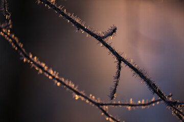 frost covered tree branches in winter. Beautiful bright morning sunrise light