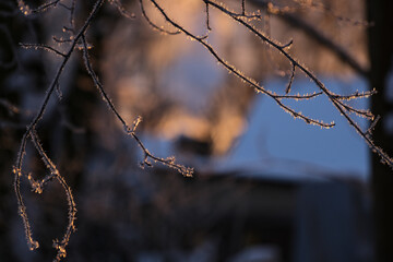 frost covered tree branches in winter. Beautiful bright morning sunrise light