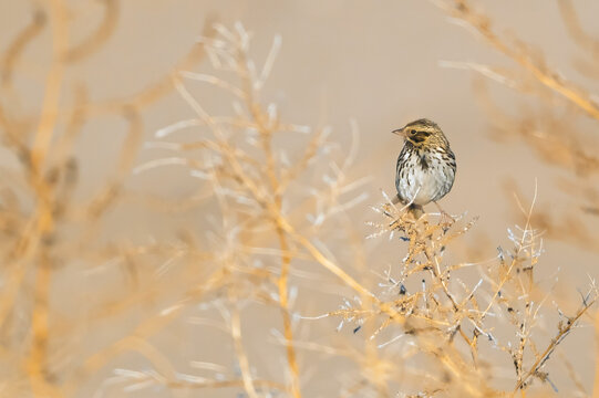 Savannah Sparrow Passerculus sandwichensis in morning light with room for a title