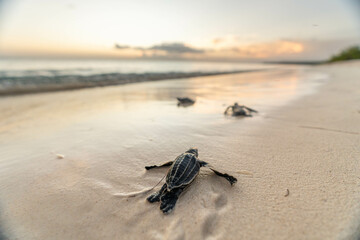 Sea Turle