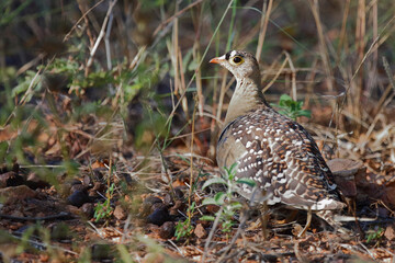 Nachtflughuhn / Double-banded sandgrouse / Pterocles bicinctus