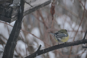 Great tit Parus major in winter