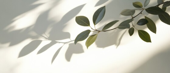 Leaves and Shadows on a white Wall