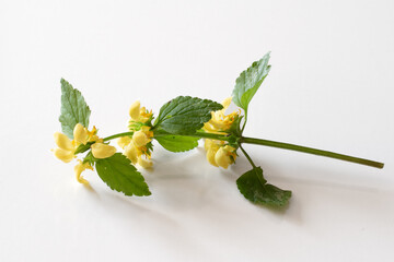 yellow dead nettle herb with green leaves