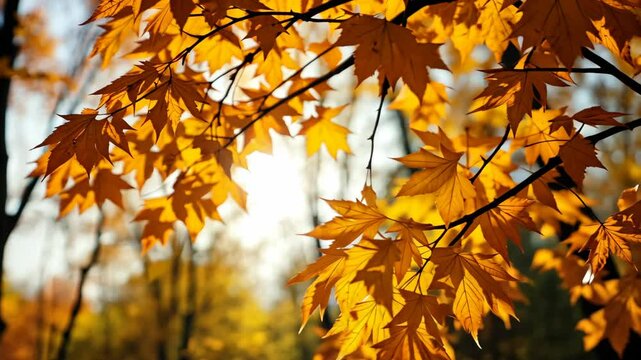Close Up of Vibrant Yellow Maple Leaves On Tree Branch in Autumn Season With Sunlight Shining Through the Foliage On A Sunny Day