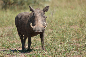 Warzenschwein / Warthog / Phacochoerus africanus..