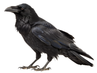 crow on white background