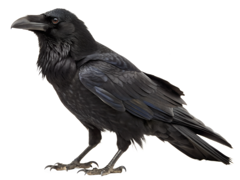 crow on white background
