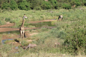 Giraffe / Giraffe / Giraffa camelopardalis