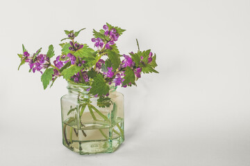 healthy purple dead-nettle herb with purple flowers