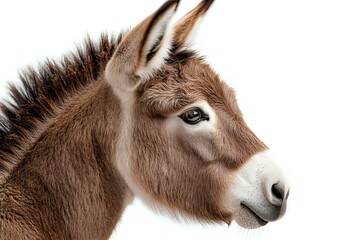 Obraz premium Brown donkey head profile against white background, showing detailed fur texture and gentle expression. Isolated farm animal portrait for design projects.