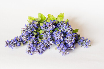purple blue bugleweed isolated