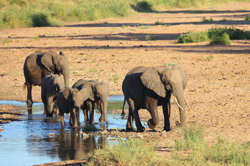 Afrikanischer Elefant im Tsendze River/ African elephant in Tsendze River / Loxodonta africana.