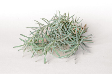 aromatic curry plant isolated