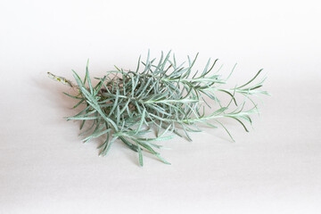 aromatic curry plant isolated