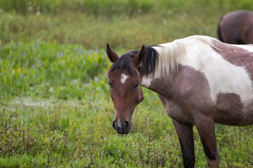 Obraz premium Caballo pastando