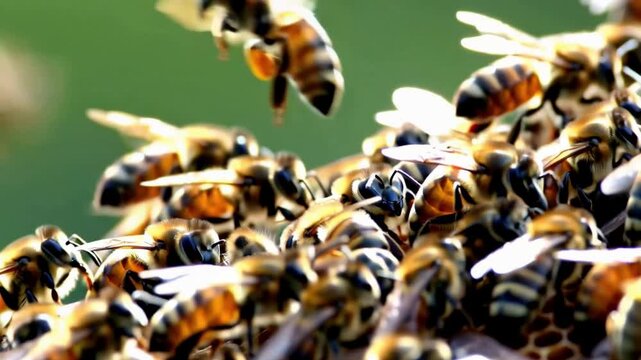 Realistic groups of honey bees Flying animation on a green screen, 4k footage swarm of honeybees flies on a chroma key, Bees are winged insects closely related to wasps and ants