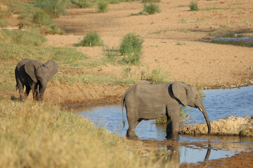 Obraz premium Afrikanischer Elefant / African elephant / Loxodonta africana
