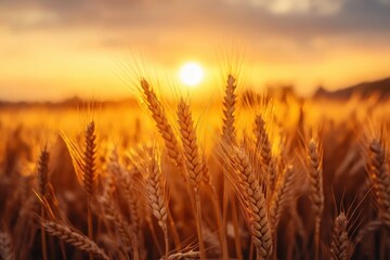 Golden wheat field bathing in warm sunset glow at harvest time