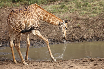 Giraffe / Giraffe / Giraffa camelopardalis
