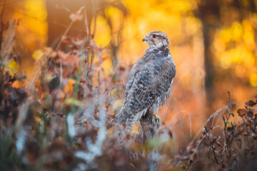 Saker falcon (Falco cherrug) in autumn forest. Saker falcon on autumn tree. Colorful sunset in background.